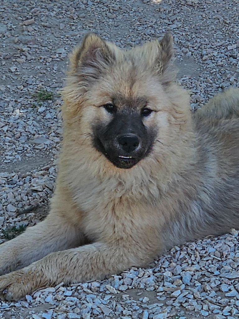 De Jereylle - Chiot disponible  - Eurasier