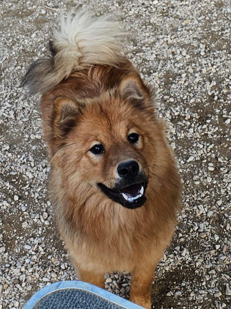 chiot Eurasier De Jereylle