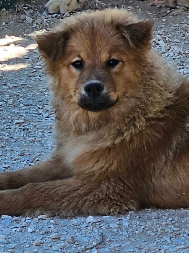 De Jereylle - Chiot disponible  - Eurasier