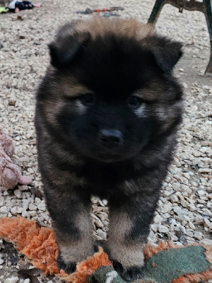 De Jereylle - Eurasier - Portée née le 05/10/2024