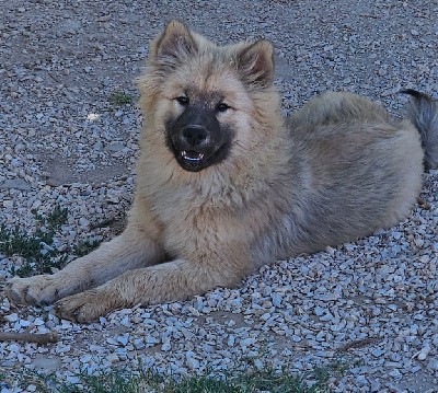 Male sable 