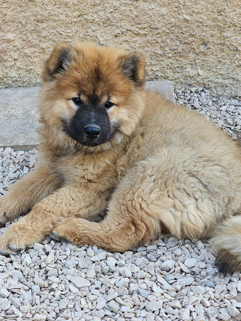 De Jereylle - Chiot disponible  - Eurasier