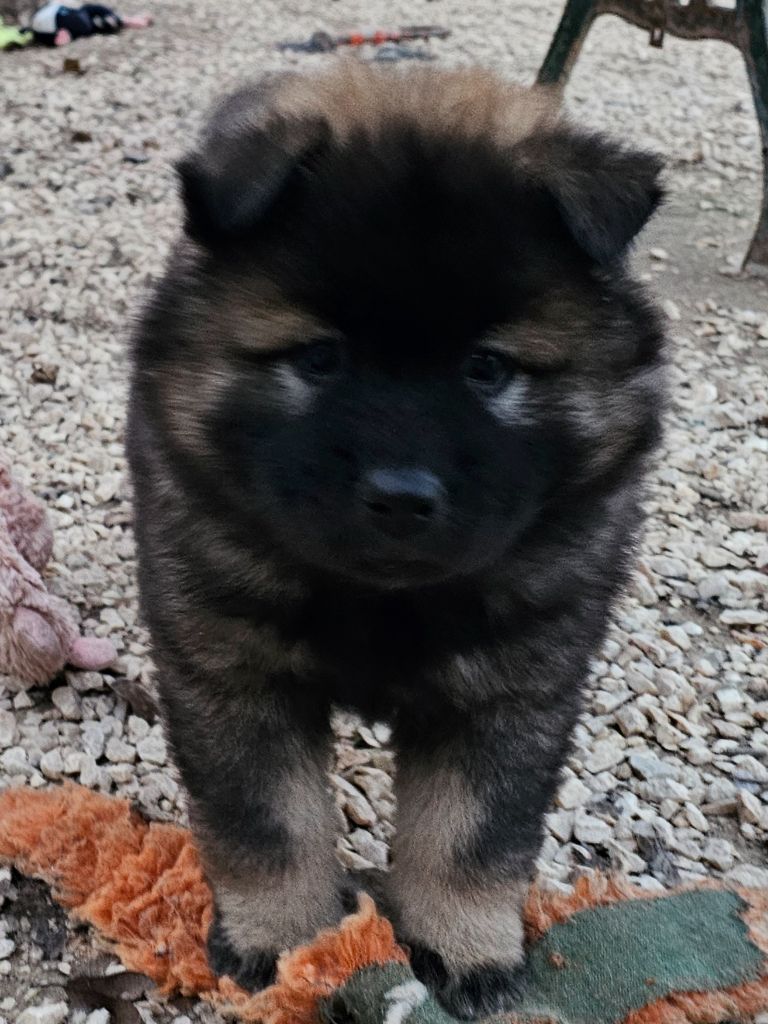 De Jereylle - Chiot disponible  - Eurasier