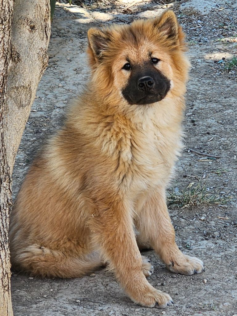 De Jereylle - Chiot disponible  - Eurasier