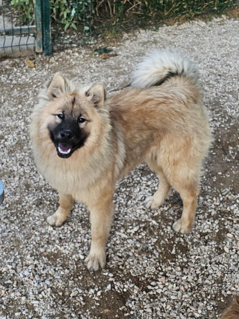 De Jereylle - Chiot disponible  - Eurasier