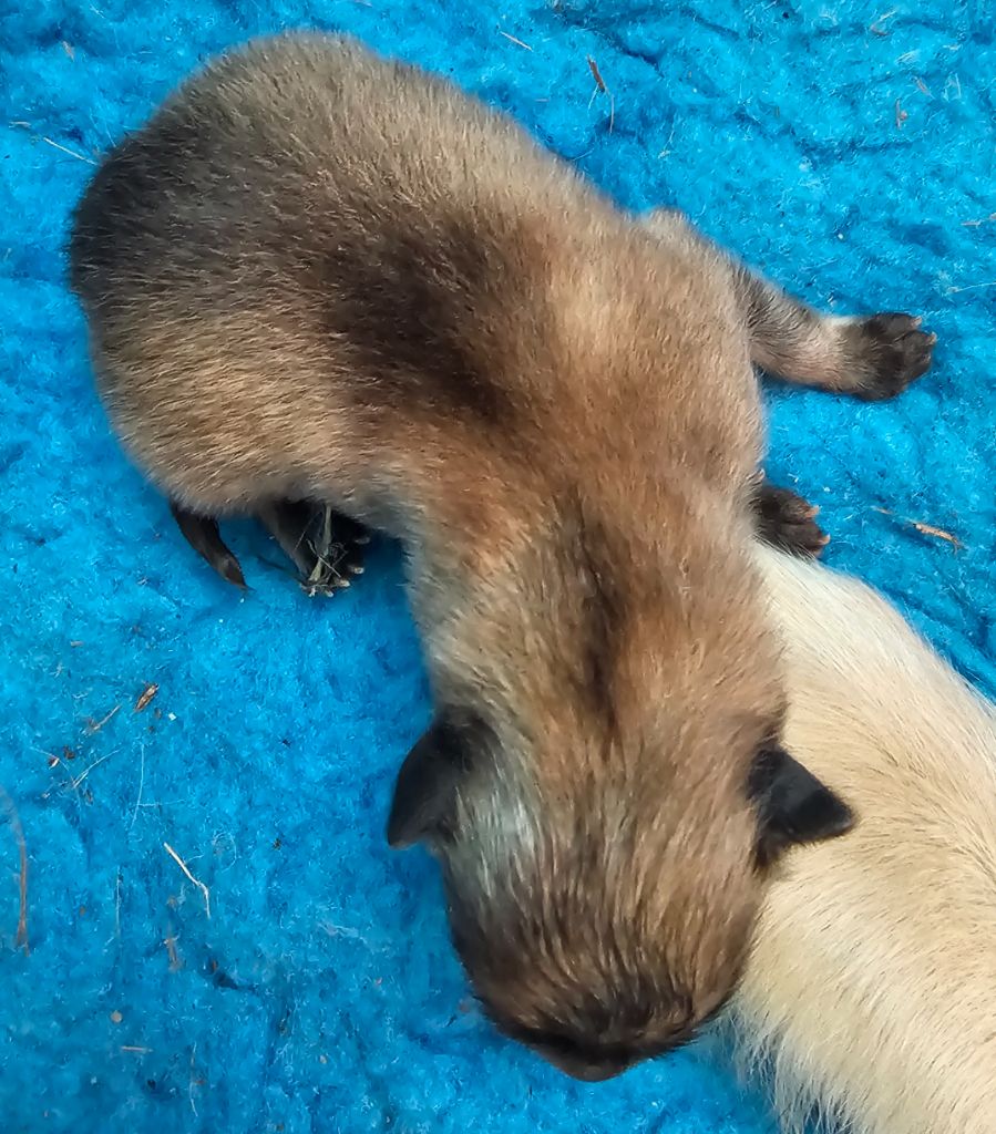 De Jereylle - Chiot disponible  - Eurasier