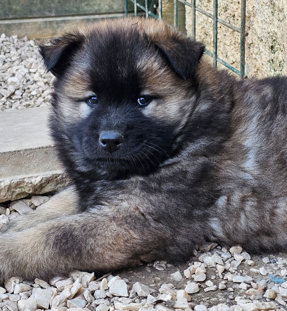 De Jereylle - Chiot disponible  - Eurasier