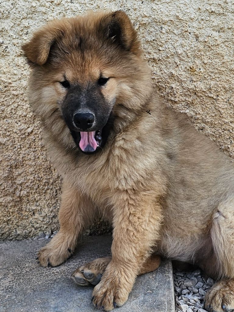 De Jereylle - Chiot disponible  - Eurasier