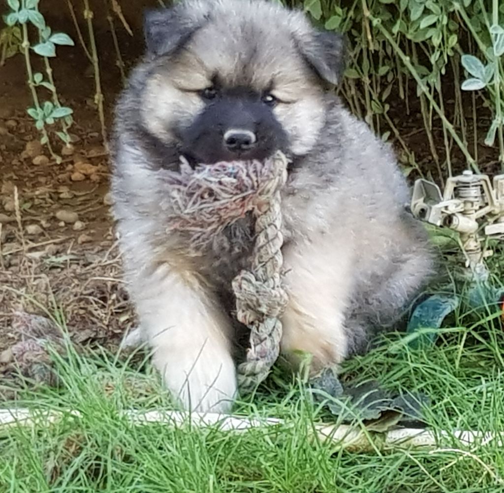 chiot Eurasier De Jereylle