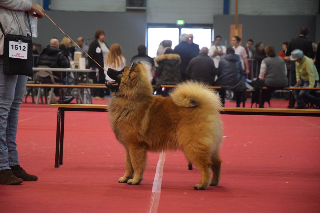 De Jereylle - résultats d'expositions 