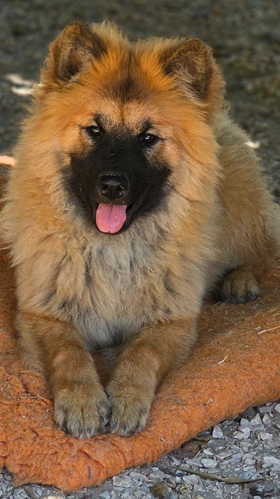 De Jereylle - Chiots disponibles - Eurasier