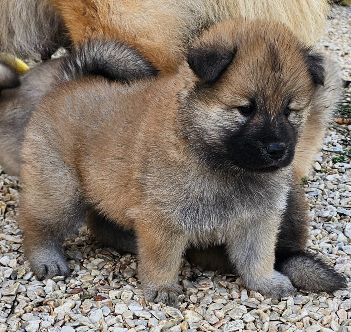 De Jereylle - Chiots disponibles - Eurasier
