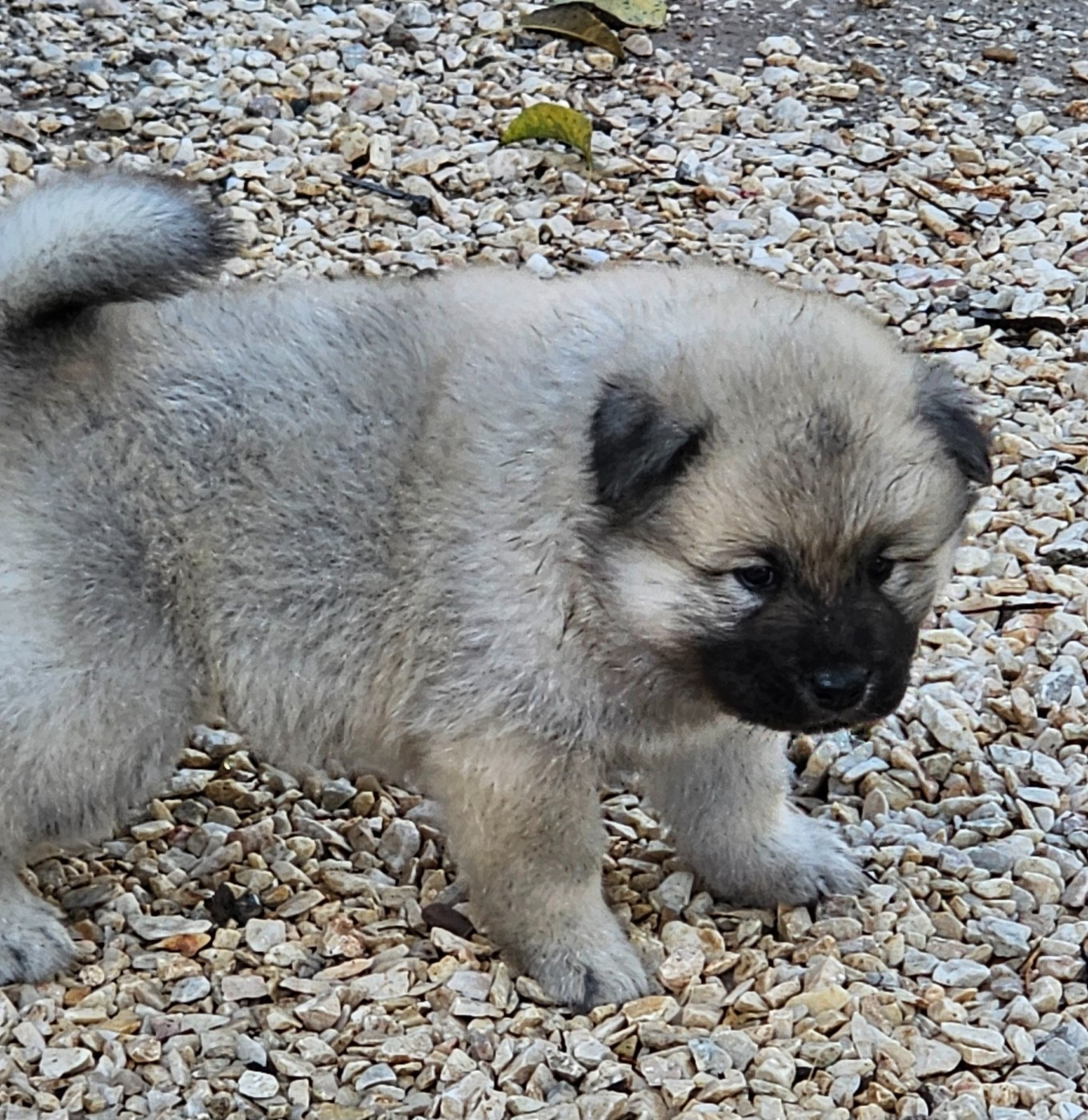 De Jereylle - Chiots disponibles - Eurasier