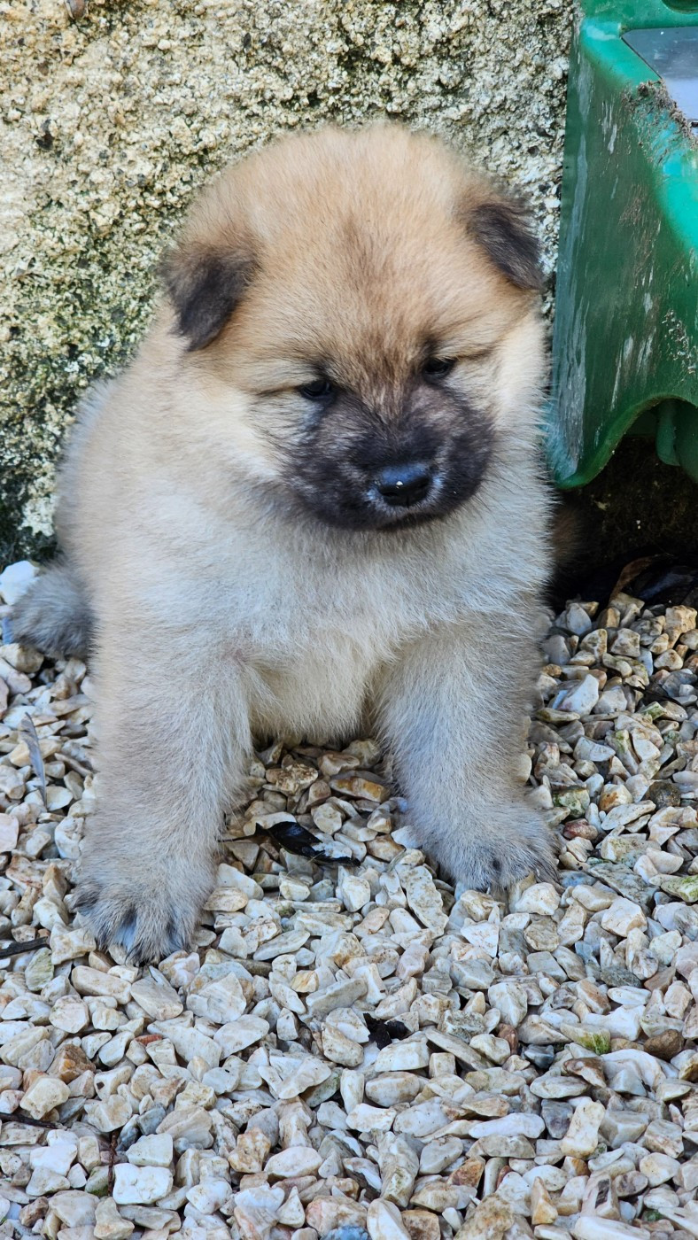 De Jereylle - Chiots disponibles - Eurasier