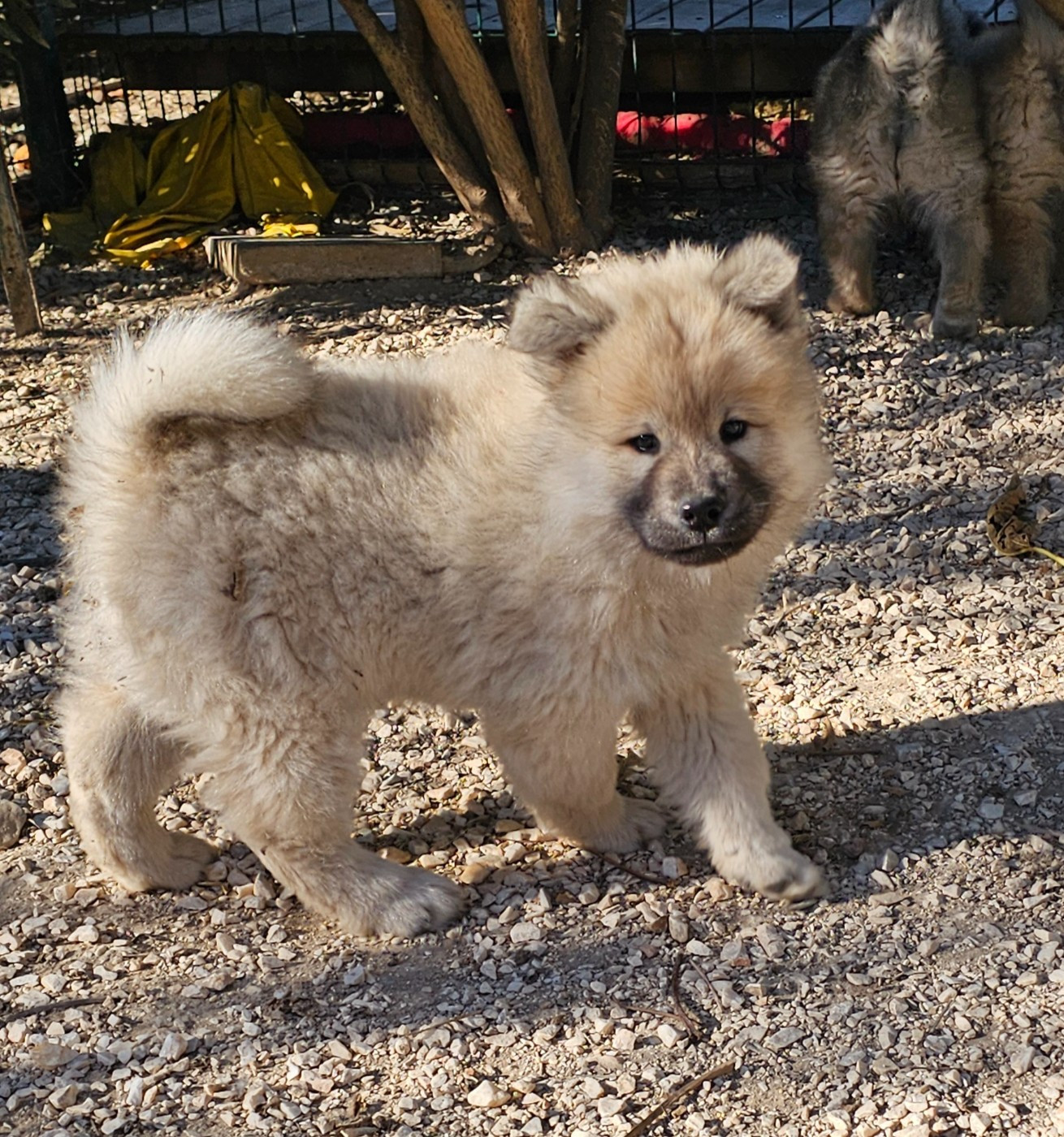 De Jereylle - Chiots disponibles - Eurasier