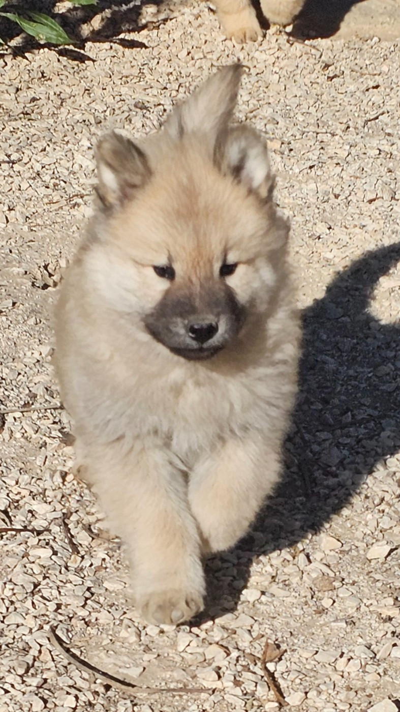 De Jereylle - Chiots disponibles - Eurasier