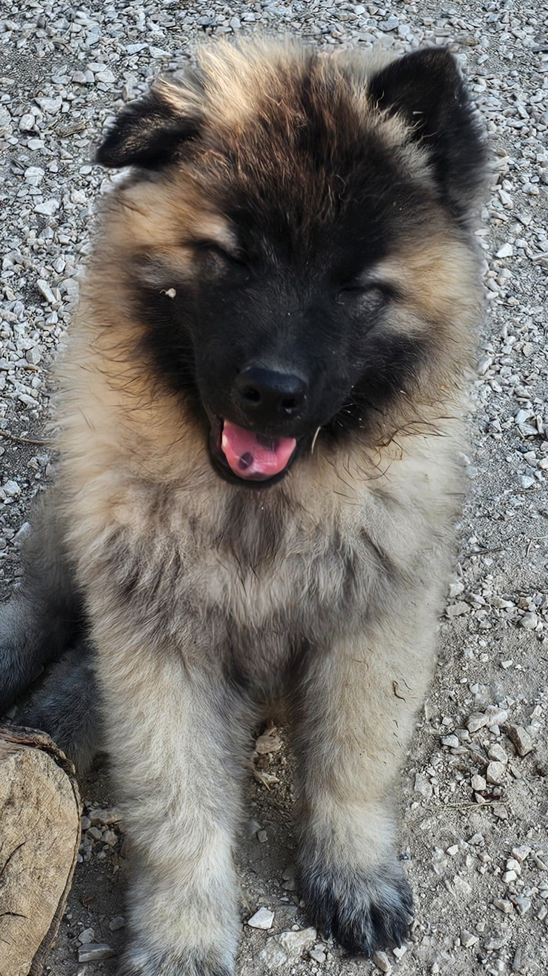 De Jereylle - Chiots disponibles - Eurasier