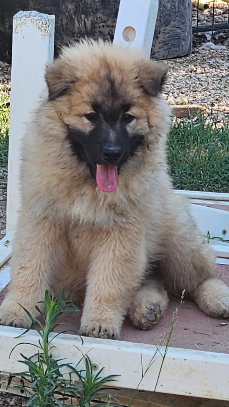 De Jereylle - Chiots disponibles - Eurasier