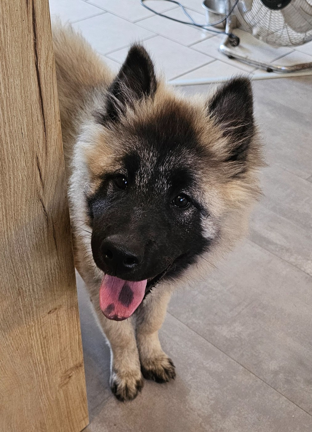 De Jereylle - Chiots disponibles - Eurasier