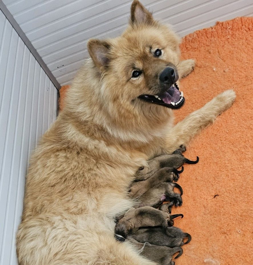 Chiot Eurasier De Jereylle