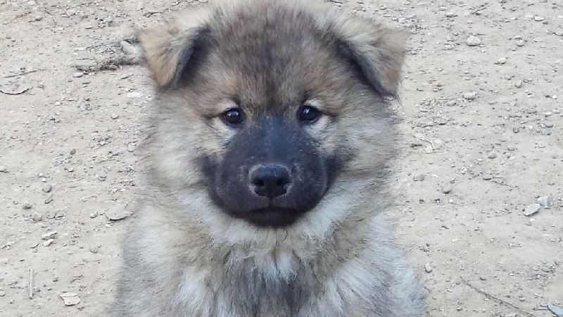 De Jereylle - Eurasier - Portée née le 18/08/2015