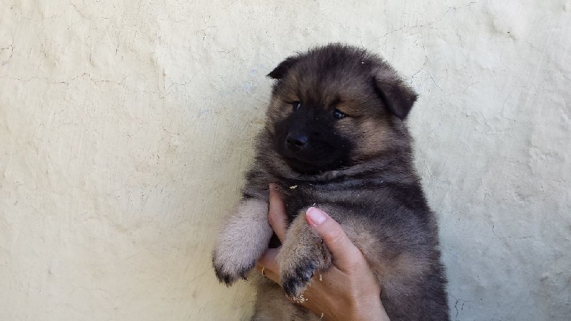 Chiot Eurasier De Jereylle