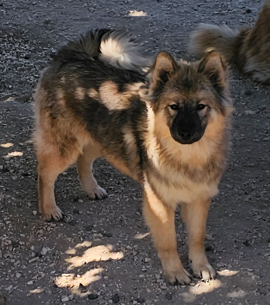 De Jereylle - Chiots disponibles - Eurasier