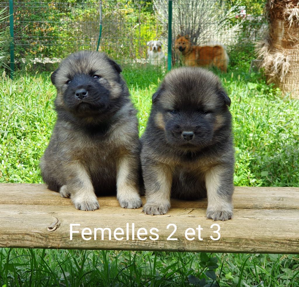 Chiot Eurasier De Jereylle