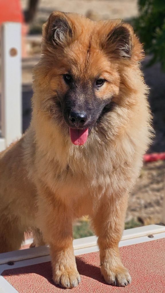 De Jereylle - Chiots disponibles - Eurasier