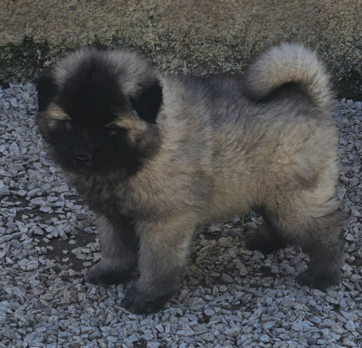 male sable