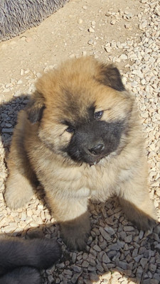 Male fauve