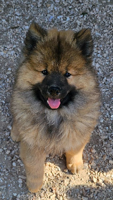 CHIOT 3