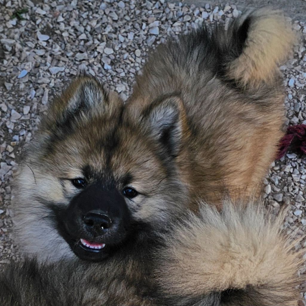 De Jereylle - Chiots disponibles - Eurasier