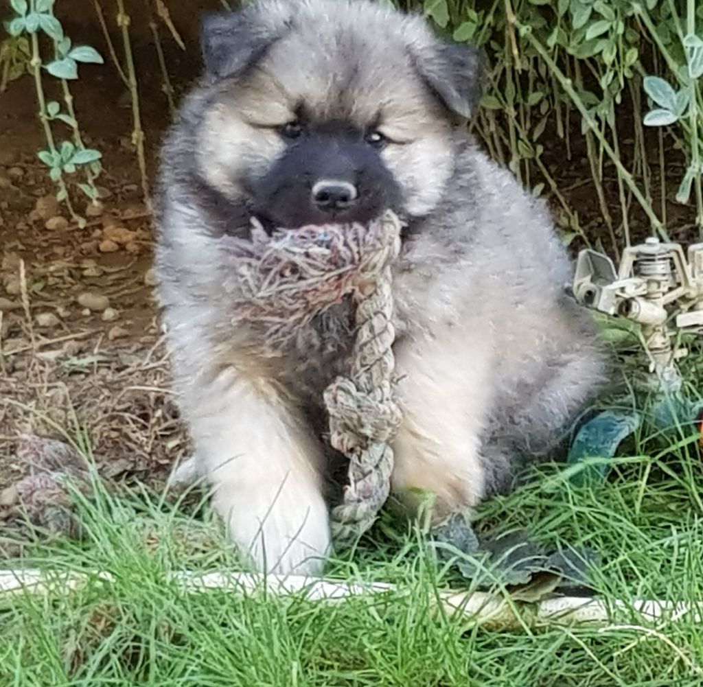Chiot Eurasier De Jereylle